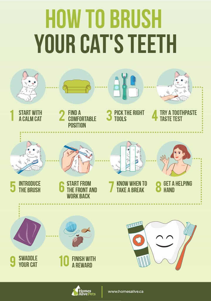 Tips on brushing your cat's teeth and the importance of oral care.